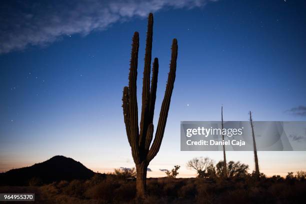 kaktuslandschaft in mexiko - mexiko stockfoto's en -beelden