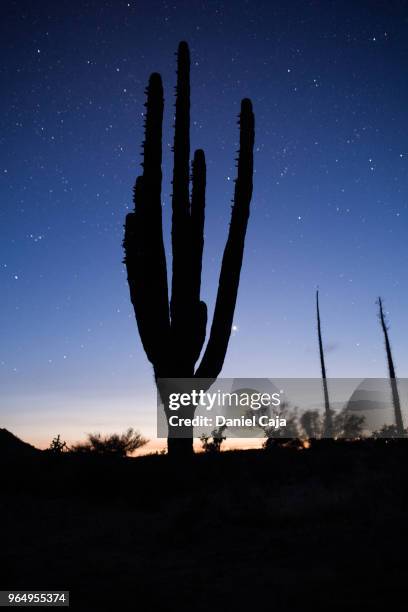 kaktuslandschaft in mexiko - mexiko stockfoto's en -beelden