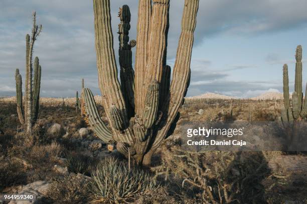 kaktuslandschaft in mexiko - mexiko stockfoto's en -beelden