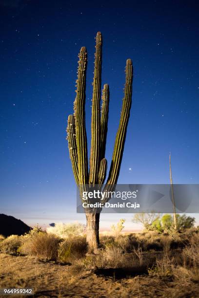 kaktuslandschaft in mexiko - mexiko 個照片及圖片檔