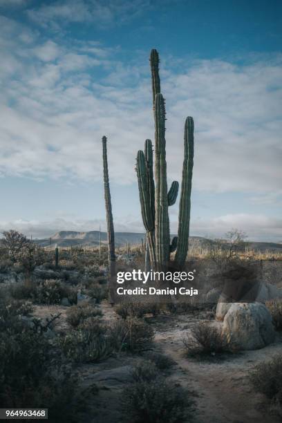 kaktuslandschaft in mexiko - cactus cardon photos et images de collection