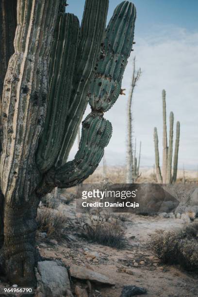 kaktuslandschaft in mexiko - mexiko 個照片及圖片檔