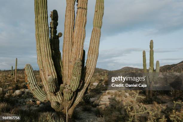 kaktuslandschaft in mexiko - deserto de catavina imagens e fotografias de stock