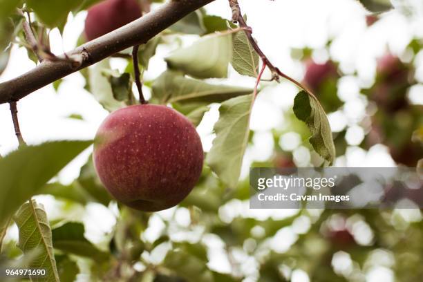 low angle view of apple growing on tree - low hanging fruit stockfoto's en -beelden