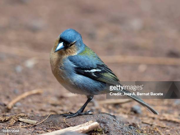 azores bullfinch (pyrrhula murina), resting on a rock in island of terceira, azores islands, portugal. - vulnerable species stock pictures, royalty-free photos & images