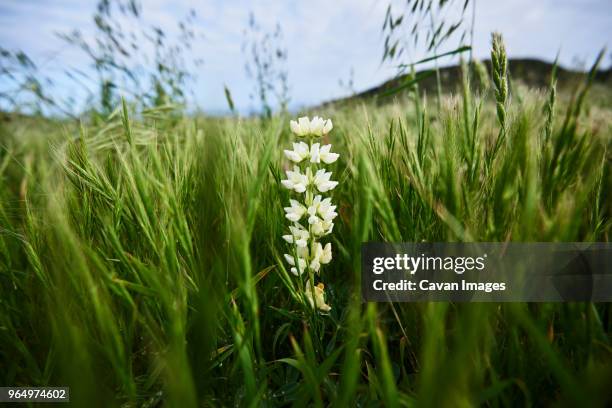 flowering plant amidst grassy field at gaviota state park - gaivota stock pictures, royalty-free photos & images