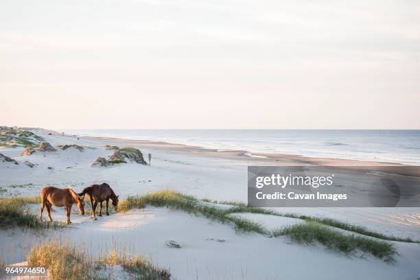 high angle view of horses grazing on field against sky - north-carolina-amerikaanse-staat stockfoto's en -beelden
