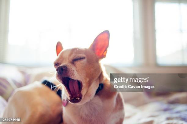 close-up of chihuahua yawning while sitting on bed at home - toy dog fotografías e imágenes de stock