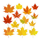 Vector illustration, set of realistic autumn leaves.