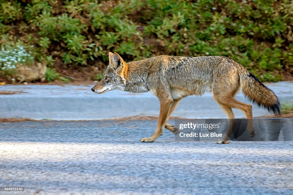 Coyote roaming the streets of Southern California.