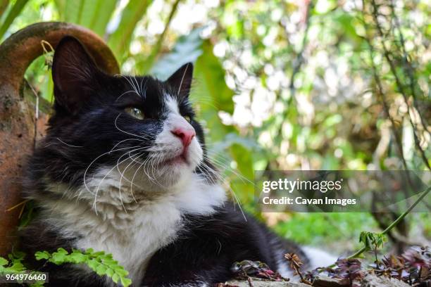 close-up of cat sitting at backyard - merida venezuela stock pictures, royalty-free photos & images