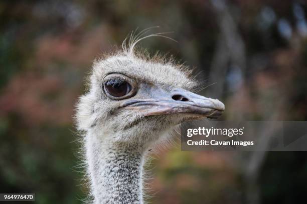 close-up portrait of ostrich - merida venezuela stock pictures, royalty-free photos & images
