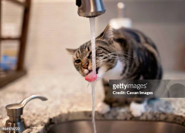 cat drinking water from faucet on kitchen counter at home - cat sticking out tongue stock pictures, royalty-free photos & images