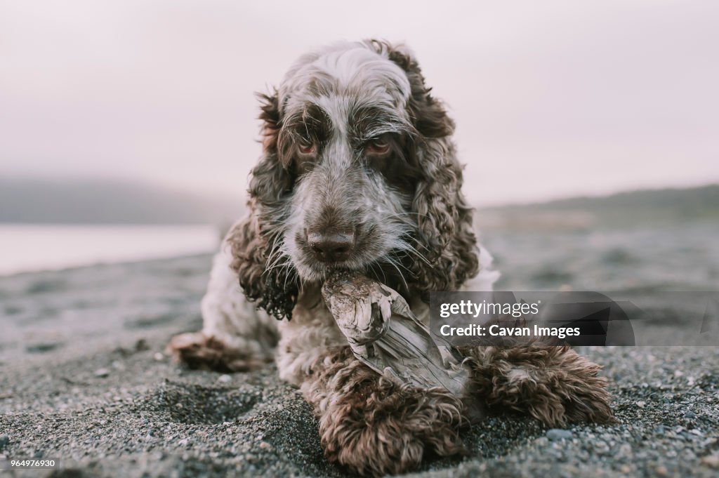 Dog sitting on shore against sky