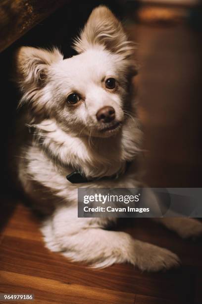 close-up portrait of chihuahua sitting on hardwood floor at home - chihuahua stock-fotos und bilder