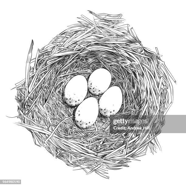 bildbanksillustrationer, clip art samt tecknat material och ikoner med bird nest ägg penna och bläck vektor ritning - bo