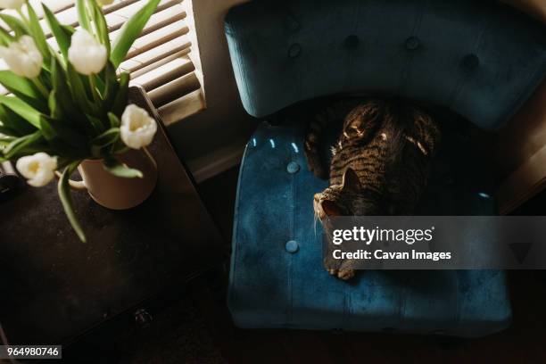 high angle view of cat sitting on chair by window at home - tulips cat stock-fotos und bilder
