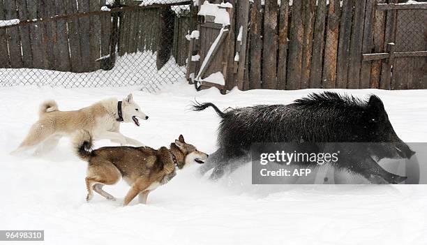 Two dogs attack a wild boar at a kennel for breeding and training hunting and sled dogs outside Orsha, 240 kms from the Belarus capital Minsk, on...