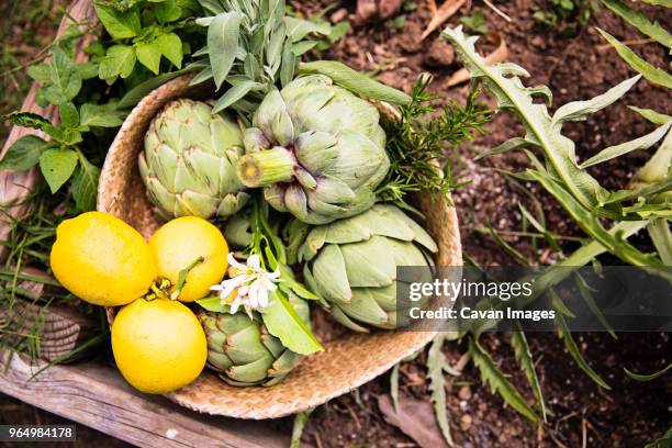 high angle view of artichokes with lemons in wicker basket on field at farm - zitronen feld stock-fotos und bilder
