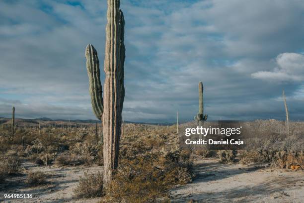 kaktuslandschaft in mexiko - mexiko stockfoto's en -beelden