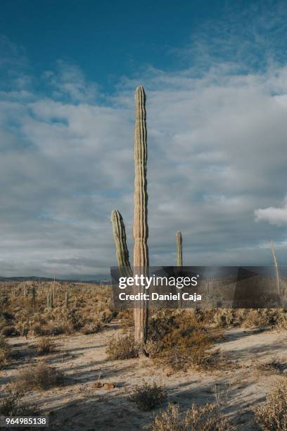 kaktuslandschaft in mexiko - cactus cardon photos et images de collection