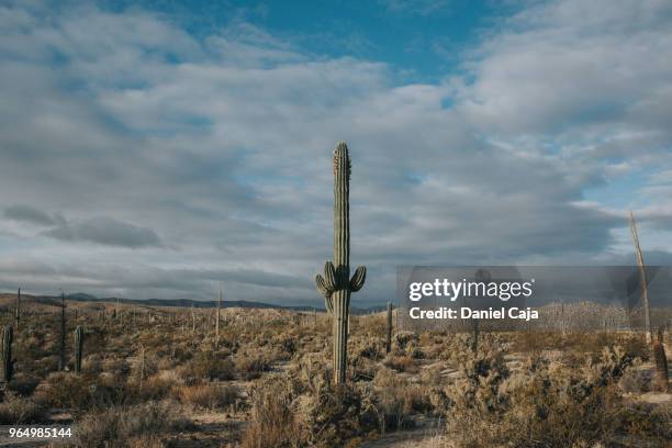 kaktuslandschaft in mexiko - cactus cardon photos et images de collection