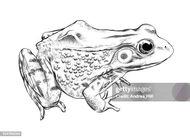 stockillustraties, clipart, cartoons en iconen met kikker vectorillustratie in pen en inkt op wit wordt geïsoleerd - brulkikker