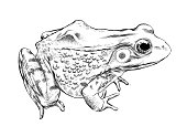 Frog Vector Illustration in Pen and Ink Isolated on White