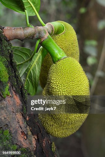 Jack fruit tree Jack fruit tree