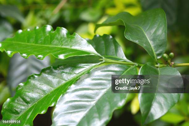 coffee plant leaves - food jayk7 stock pictures, royalty-free photos & images