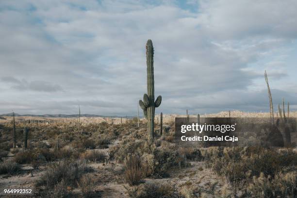 kaktuslandschaft in mexiko - cactus cardon photos et images de collection