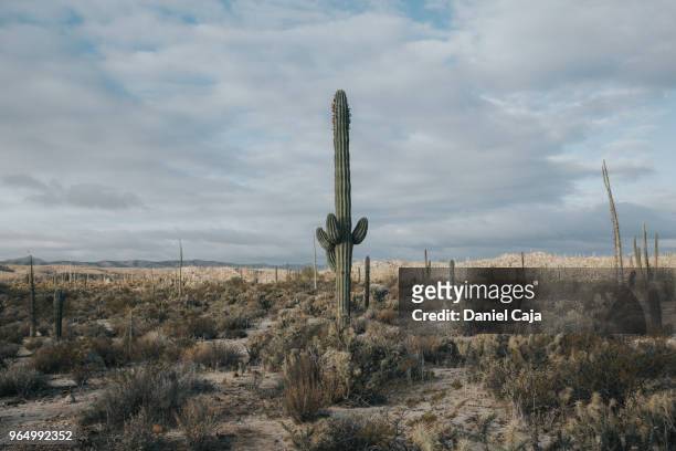 kaktuslandschaft in mexiko - mexiko - fotografias e filmes do acervo
