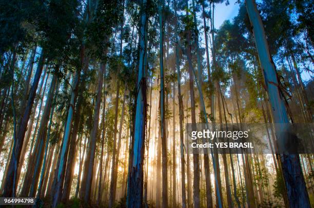 reflorestamento de eucalipto-urubici, 聖塔娜, 巴西 - eucalyptus tree 個照片及圖片檔