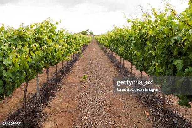 plants growing at vineyard against sky - margaret river stock pictures, royalty-free photos & images