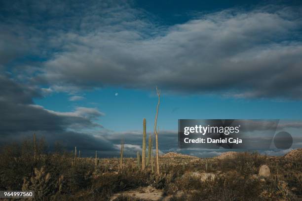 kaktuslandschaft in mexiko - cactus cardon photos et images de collection