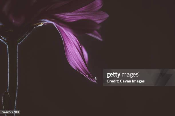 cropped image of purple flower against black background - cavan images stockfoto's en -beelden