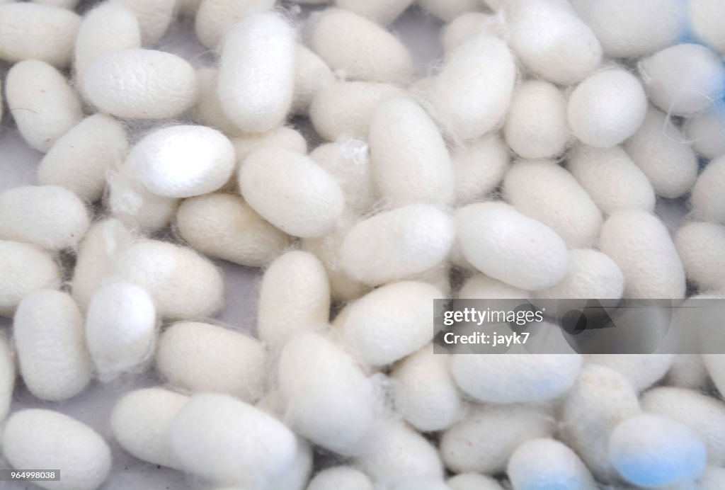 Silk Cocoons