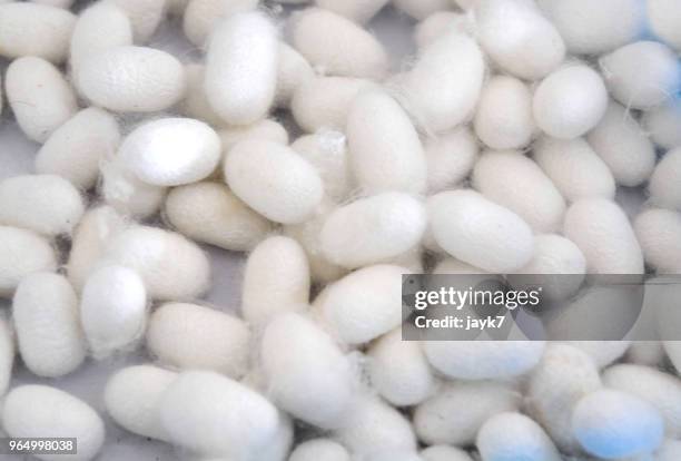 silk cocoons - silkworm stock pictures, royalty-free photos & images