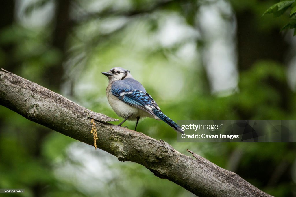 Low angle view of blue jay perching on branch in forest