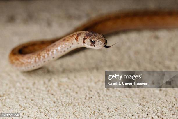 high angle close-up of brown snake flicking tongue - dare un colpetto foto e immagini stock