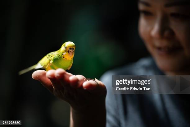budgerigar, parakeet australia - australian budgerigar stock pictures, royalty-free photos & images