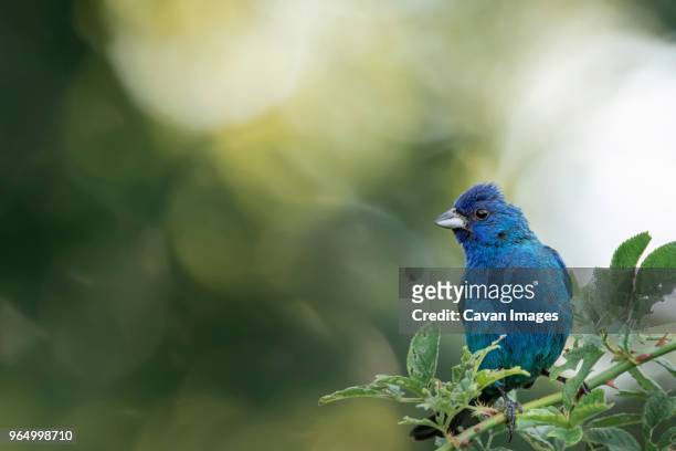 close-up of indigo bunting perching on plant - indigo bunting stock pictures, royalty-free photos & images