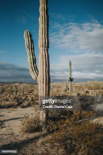 kaktuslandschaft in mexiko - cactus cardon photos et images de collection