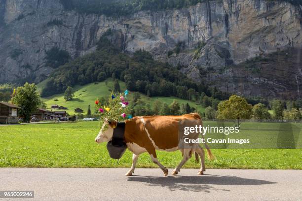 side view of cow wearing flowers and bell while walking on road by mountain - kuhglocke stock-fotos und bilder