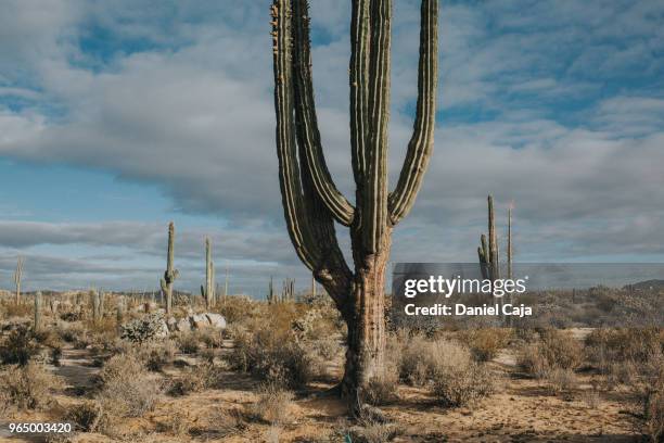 kaktuslandschaft in mexiko - mexiko stockfoto's en -beelden