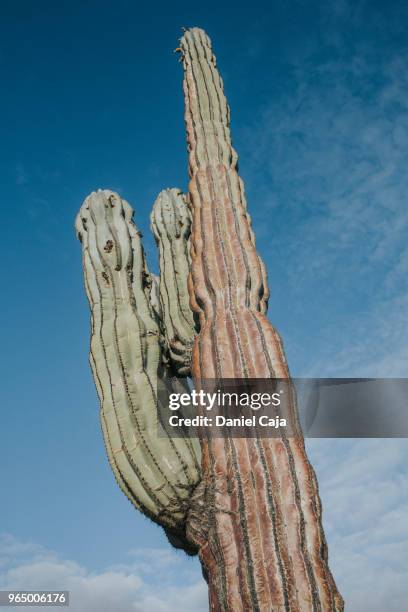 kaktuslandschaft in mexiko - deserto de catavina imagens e fotografias de stock