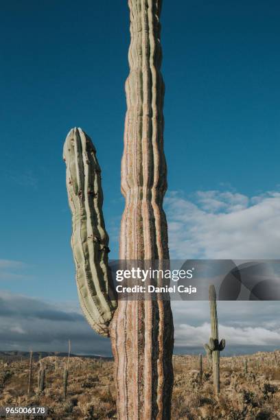 kaktuslandschaft in mexiko - mexiko stockfoto's en -beelden