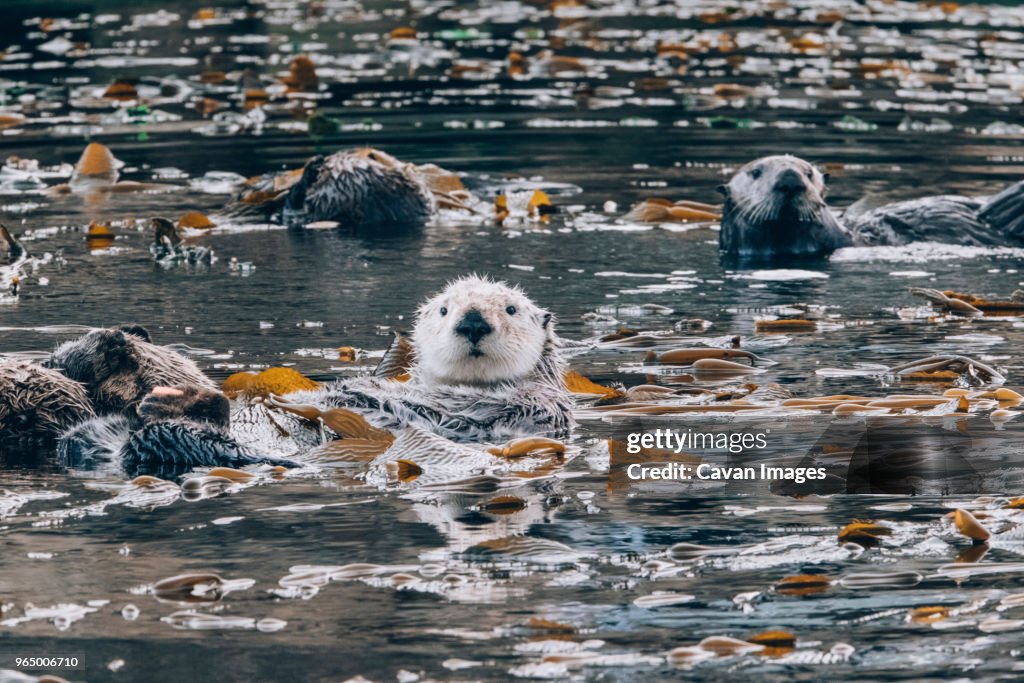 Otters in sea