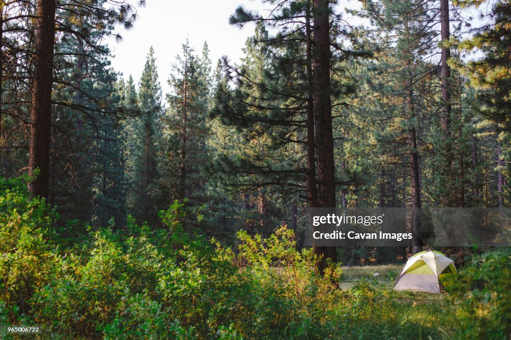 Tent in forest at Grover Hot Springs State Park