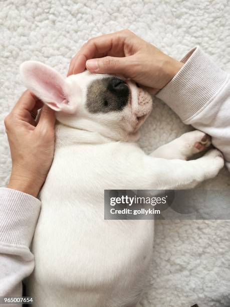 vrouw knuffelen haar slapende franse bulldog puppy, persoonlijke perscpective - genomen met mobiel apparaat stockfoto's en -beelden